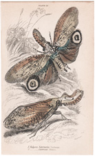 Plate 22 
Fulgora latermaria Surinam
" Castresii Mexico